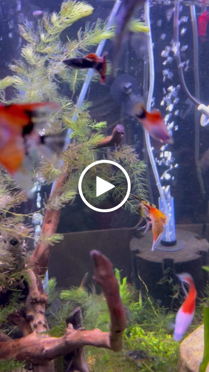 Customer video review of Live Fancy Fish – Red Devil (SUPER RED) Angel Fish VIP Grade, Rare Line-Bred Pterophyllum Scalare – (Our Choice)