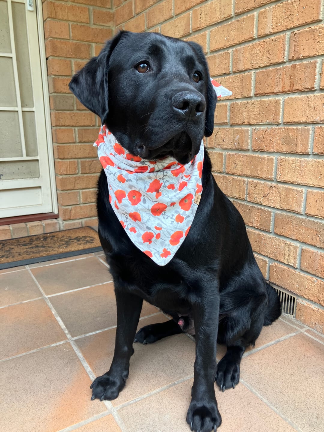 Customer photo review of ANZAC Dog Bandana - Organic Cotton