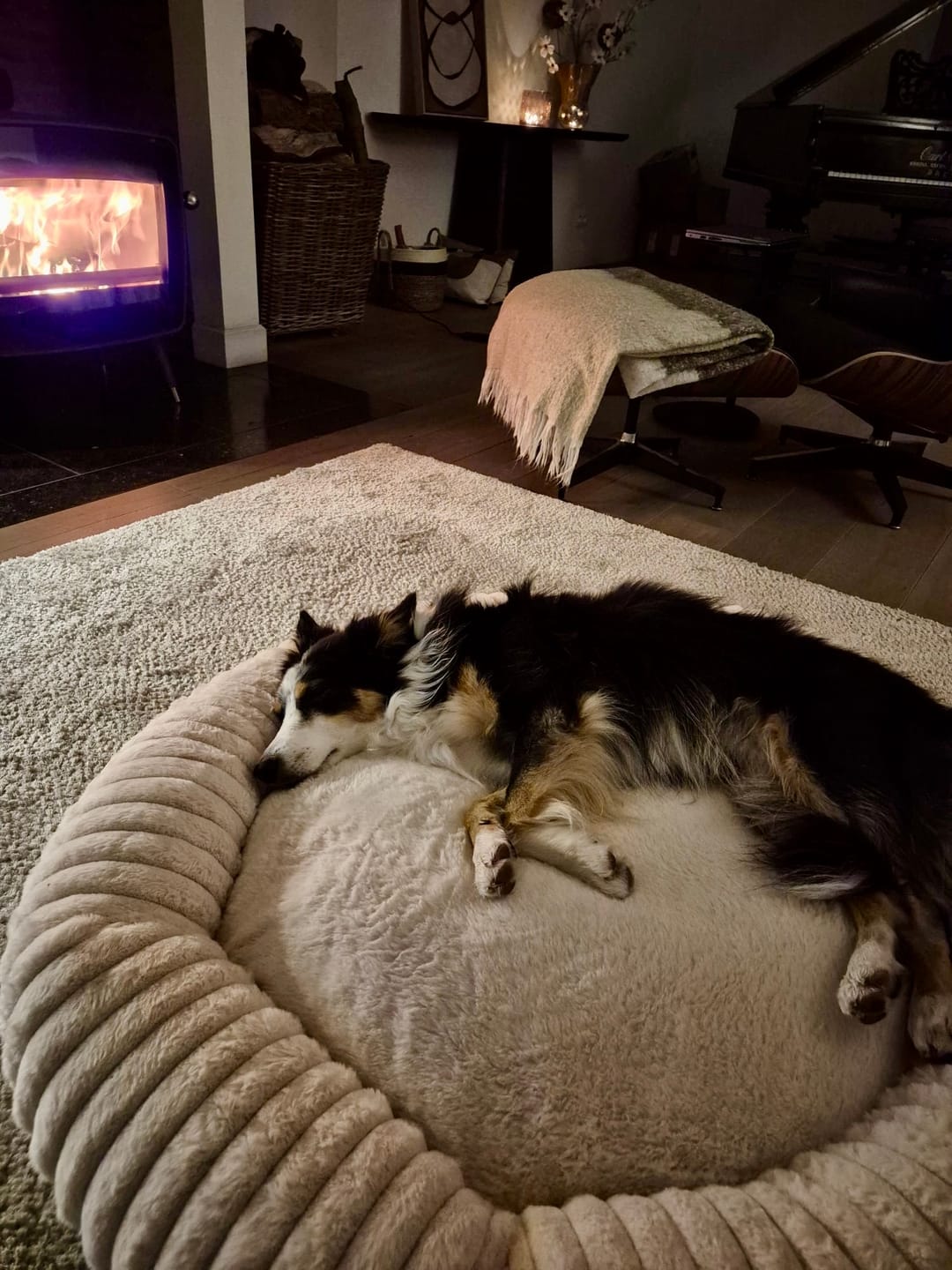 Customer photo review of Pet Perfect Hoes voor Orthopedische Donutmand - EXCLUSIEF VULLING