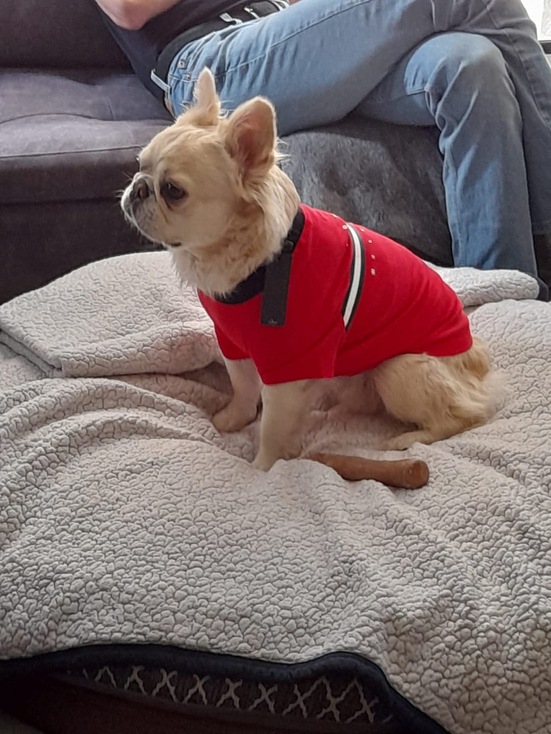 Customer photo review of Tommy Hilfiger Dog Classic Logo Print Tee