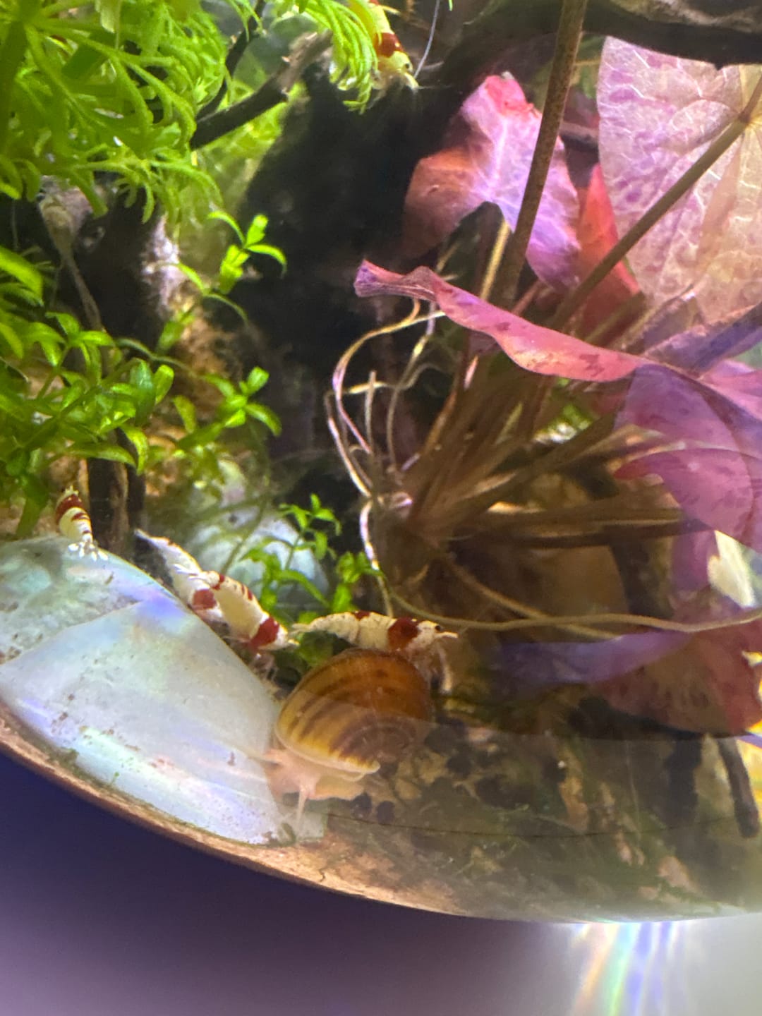 Customer photo review of Crystal Red Shrimp