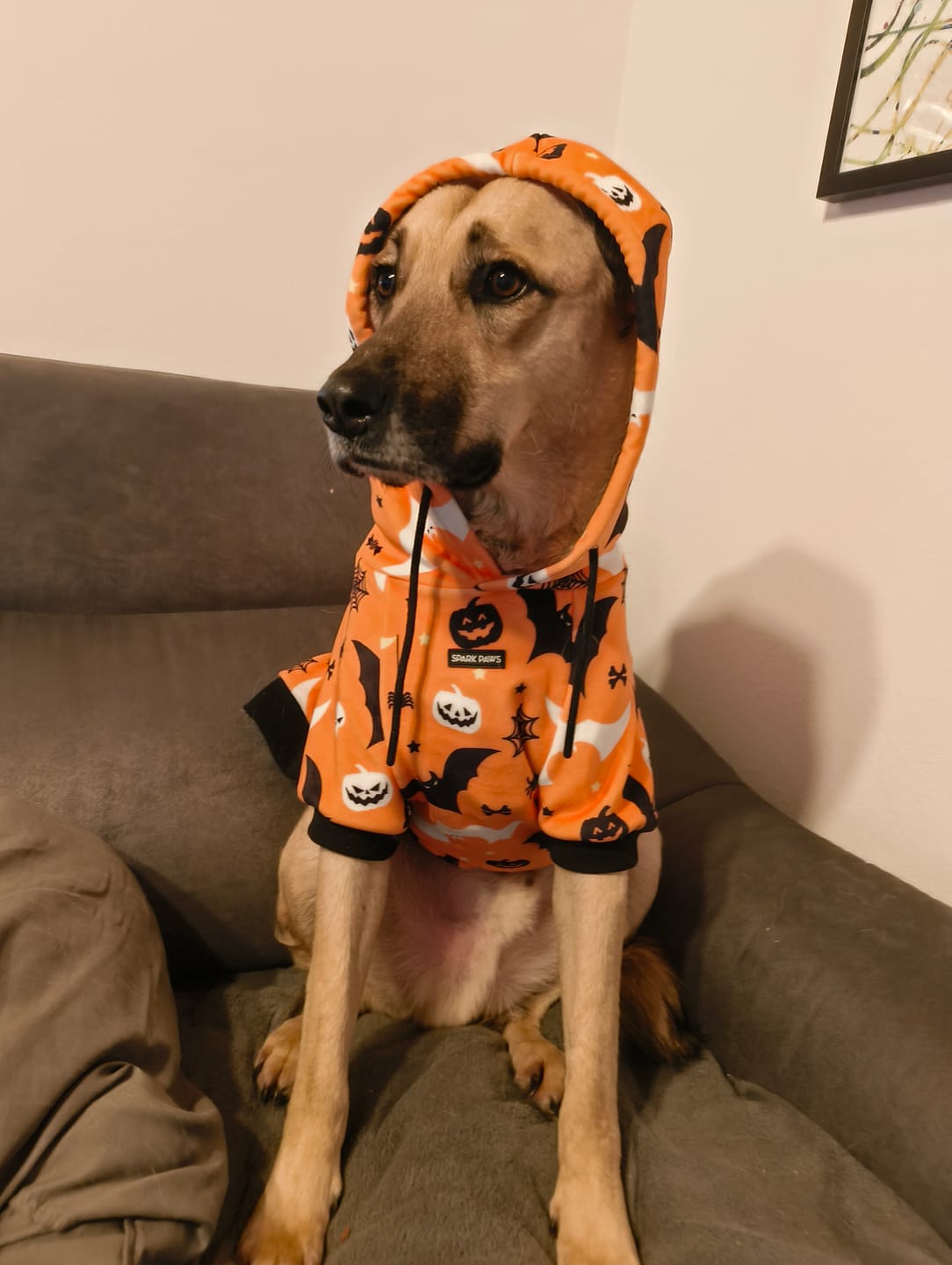 Customer photo review of Halloween Dog Hoodie - Orange