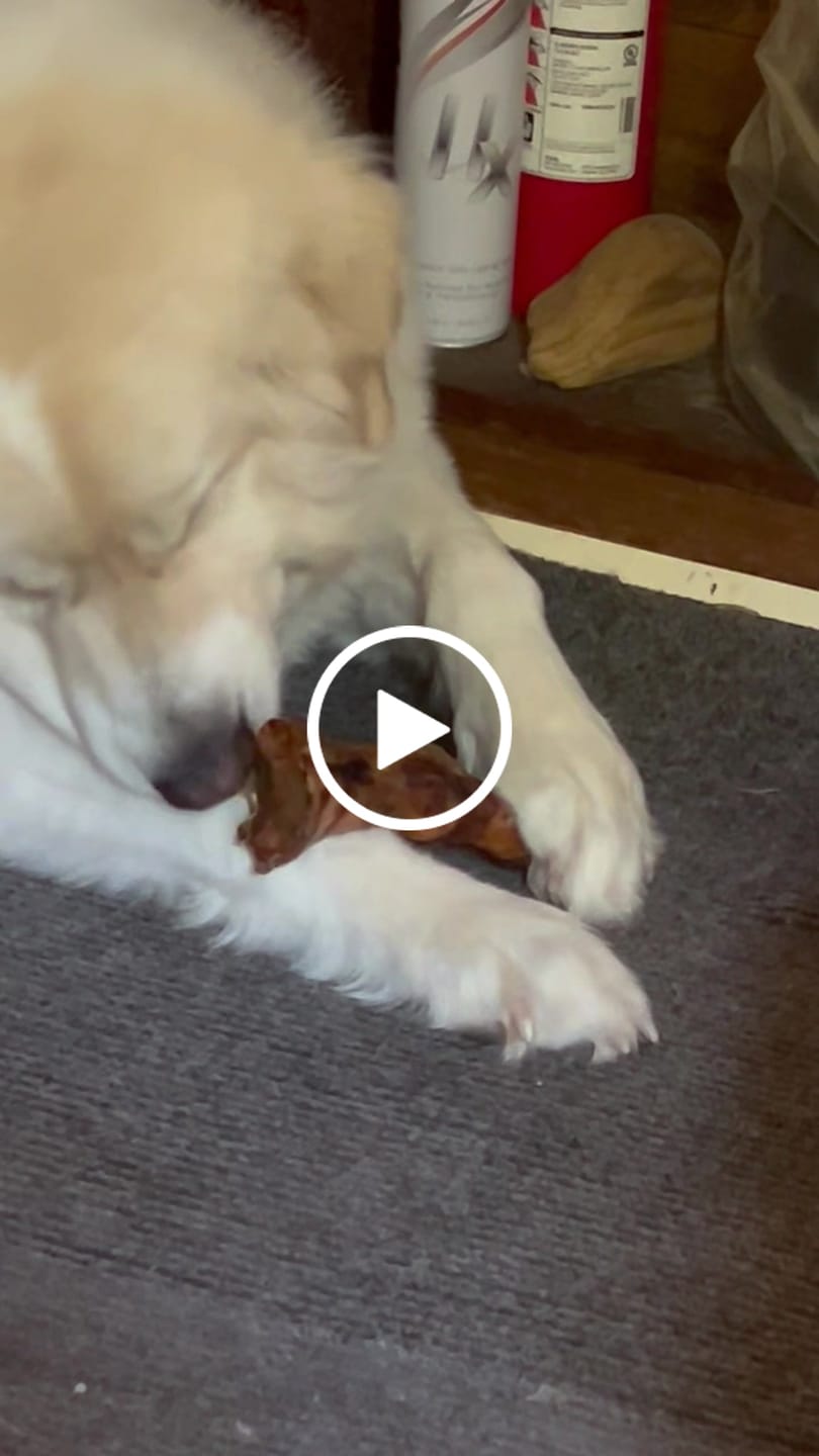 Customer video review of Ostrich Foot Bone (7" x 3.5"): The Flavorful & Long-Lasting Chew for Medium to Large Dogs