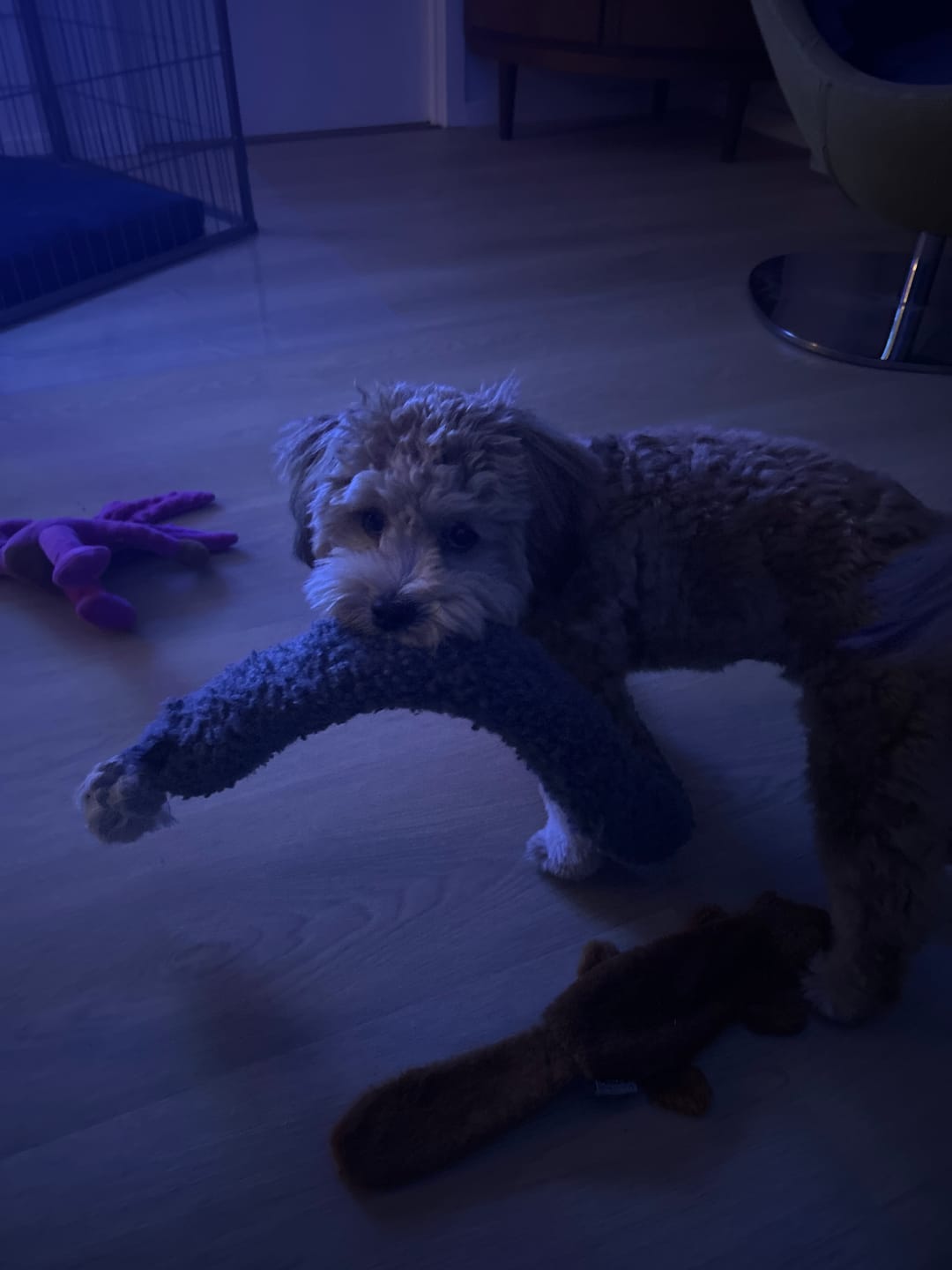 Customer photo review of DogCoach Gavekort