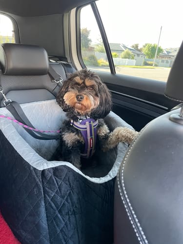 Customer photo review of Dog Car Booster Seat