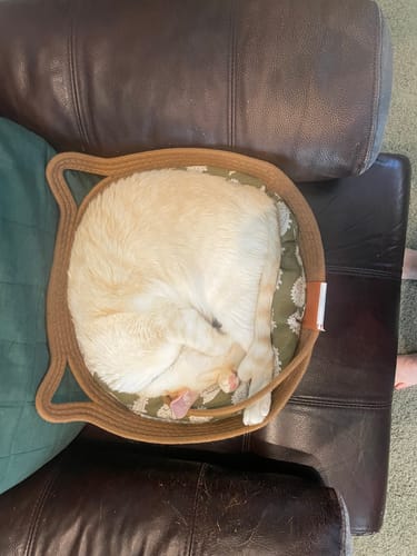 Customer photo review of Instinct Basket | Handwoven & Chemical-Free Cat Territory