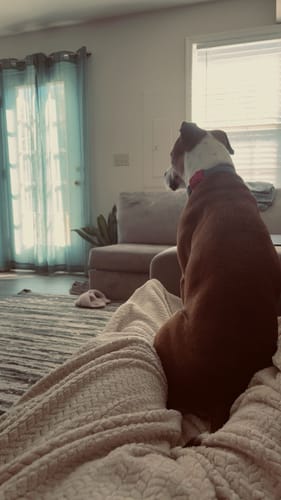Reseña cliente FurLife