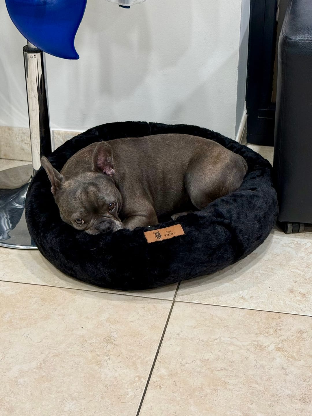 Customer photo review of Pet Perfect Hoes voor Orthopedische Donutmand - EXCLUSIEF VULLING