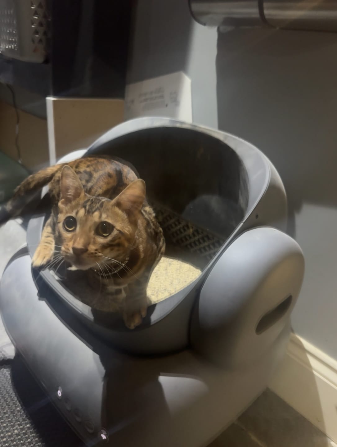 Customer photo review of Neakasa M1 Open Top Self-Cleaning Cat Litter Box