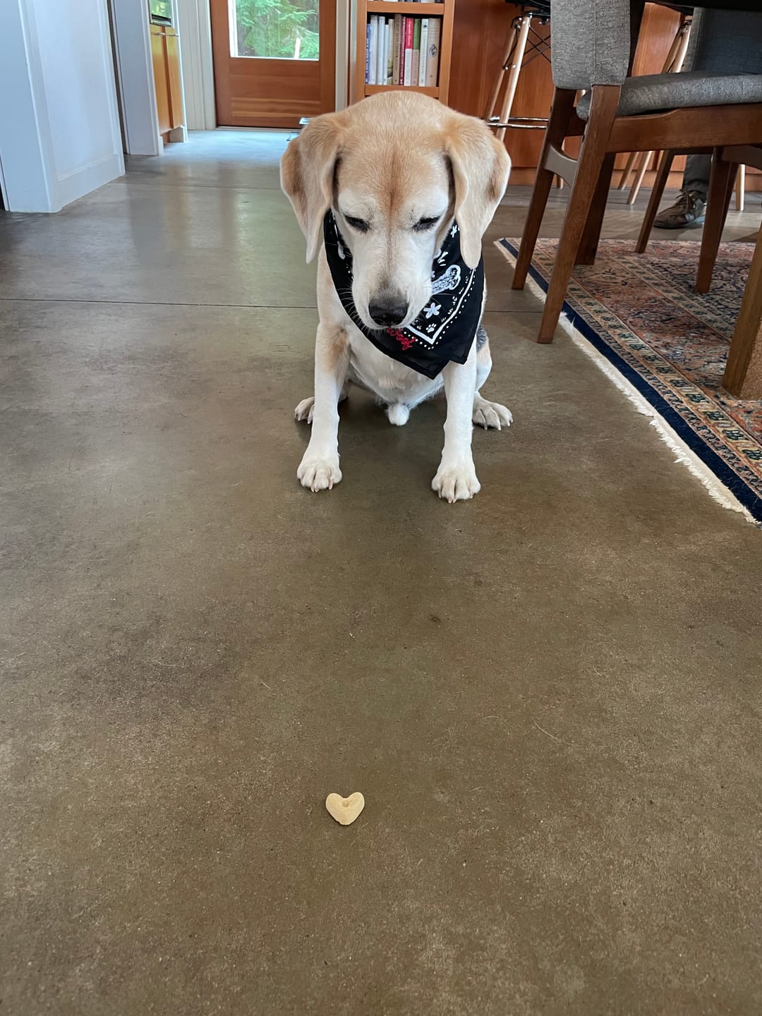 Customer photo review of Freeze Dried Dog Treats - Turkey Poppers