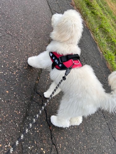 Customer photo review of FunFunPet 高機能ハーネス（お名前タグ作成サービス付き）