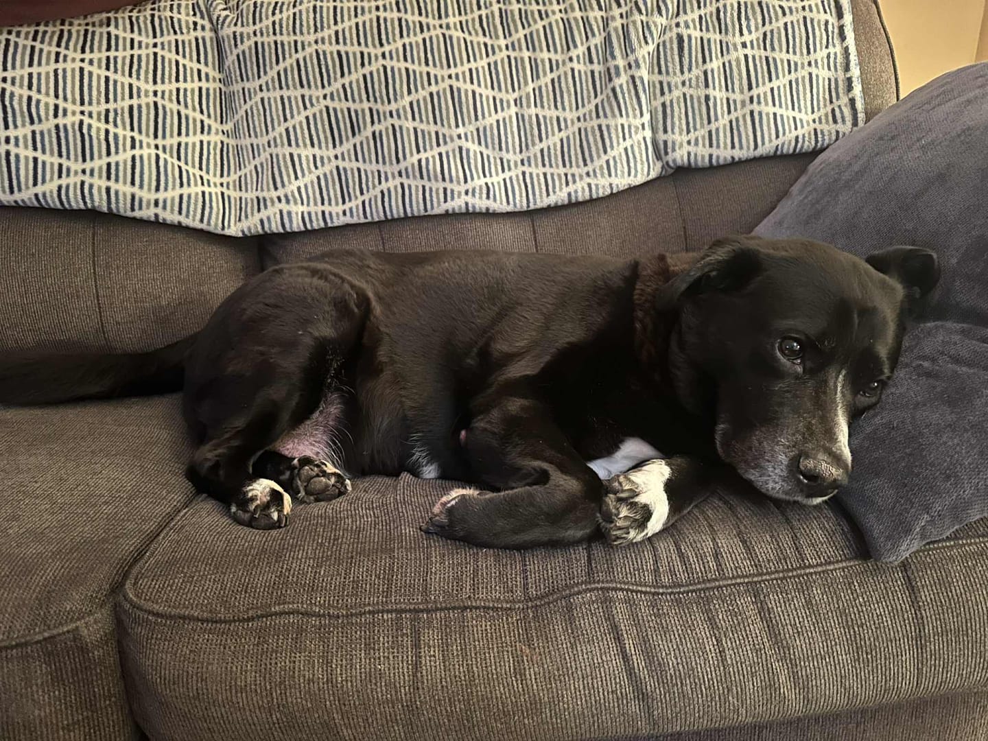 Customer photo review of Bully Stick Springs 7-8"