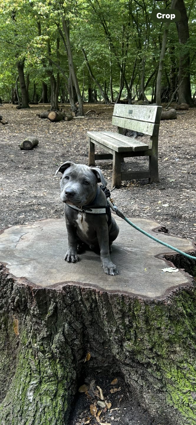 Customer photo review of 1.4m Swivel Combat Lead | Anti-Tangle & Secure Clip - Metal Grey