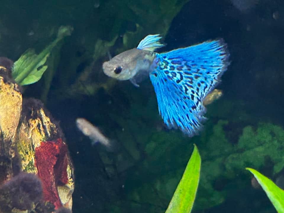 Customer photo review of Blue Grass Fancy Guppy Fish