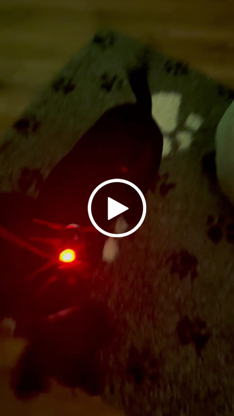 Customer video review of TrekBright® Dog Safety Light