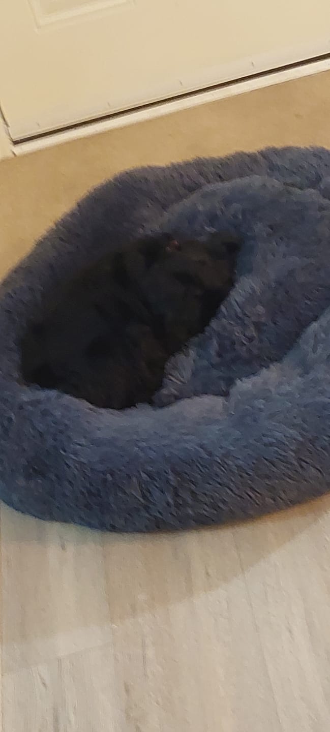 Customer photo review of Brooklyn® Deep Sleep Pet Bed