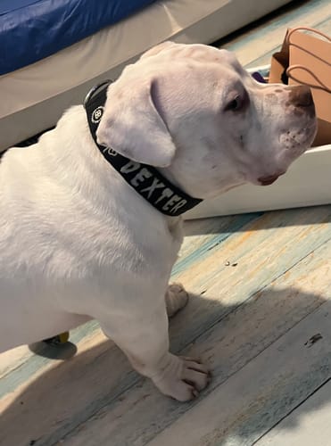 Customer photo review of 4cm Combat® Collar | Rated Clip - NO HANDLE - Black