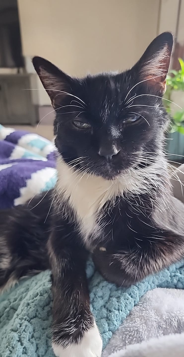 Customer photo review of 3x Blisso Advanced Cat Probiotic