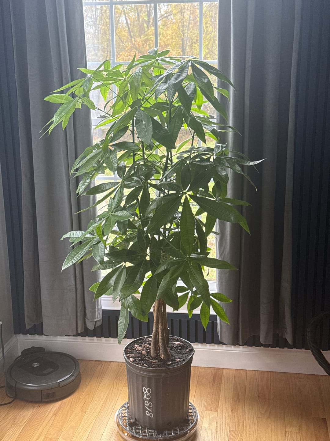 Customer photo review of Money Tree Braided, Tree Form, Pachira Aquatica, Good Luck Tree