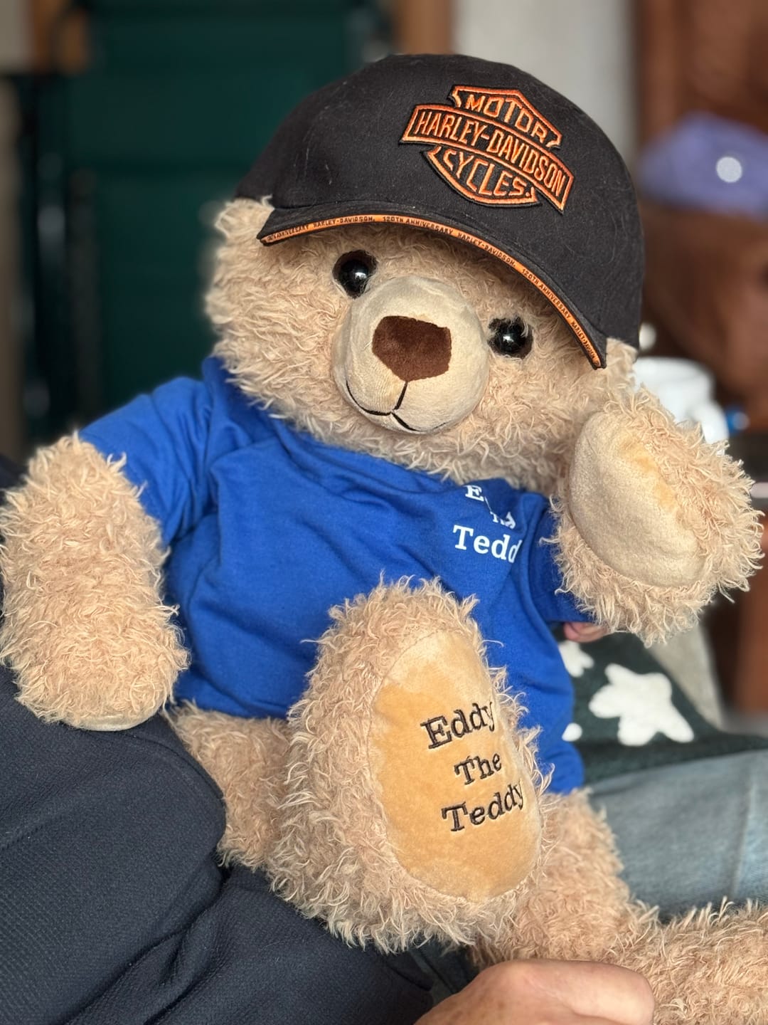Customer photo review of 65cm Original Eddy the Teddy