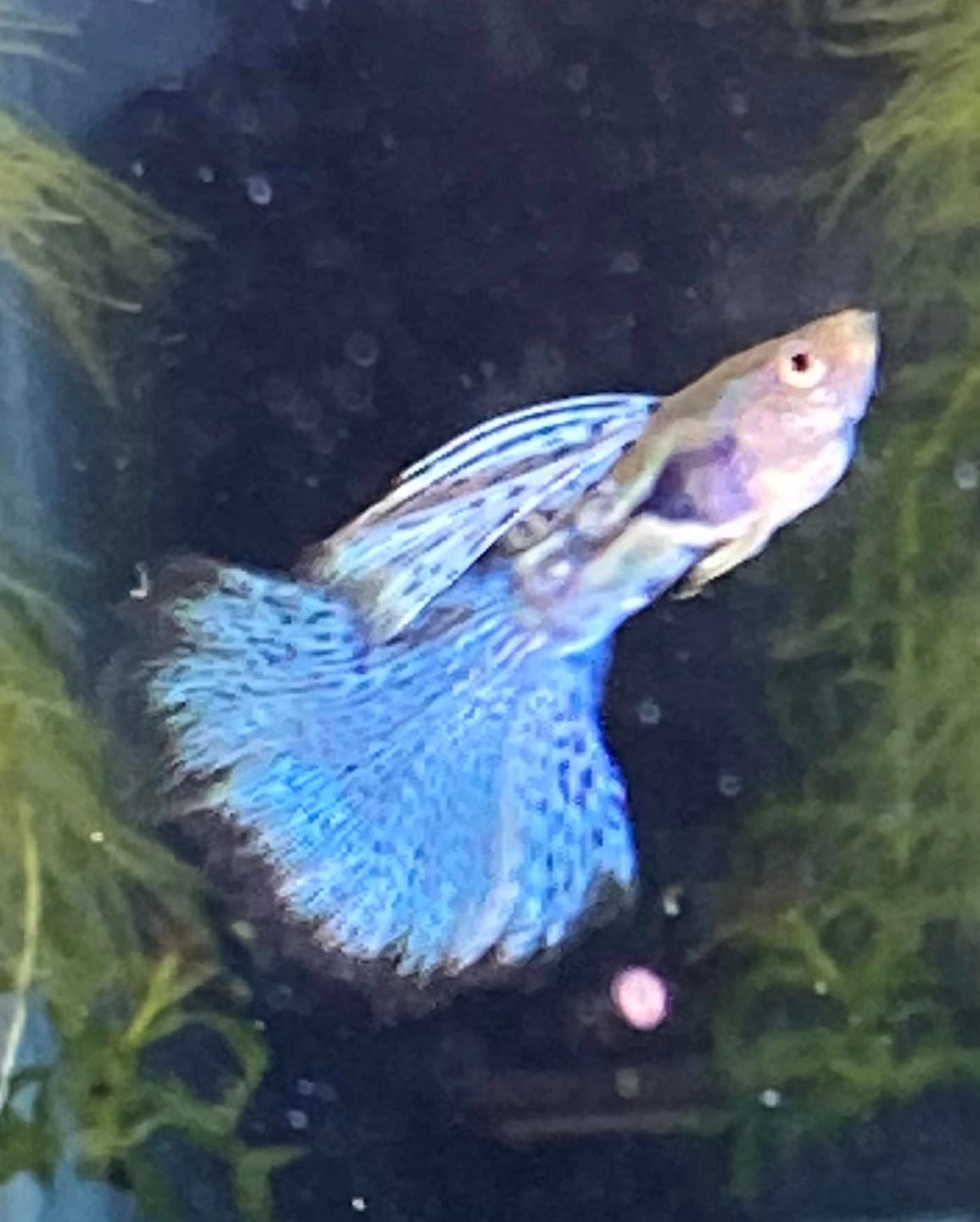 Customer photo review of Blue Grass Fancy Guppy Fish