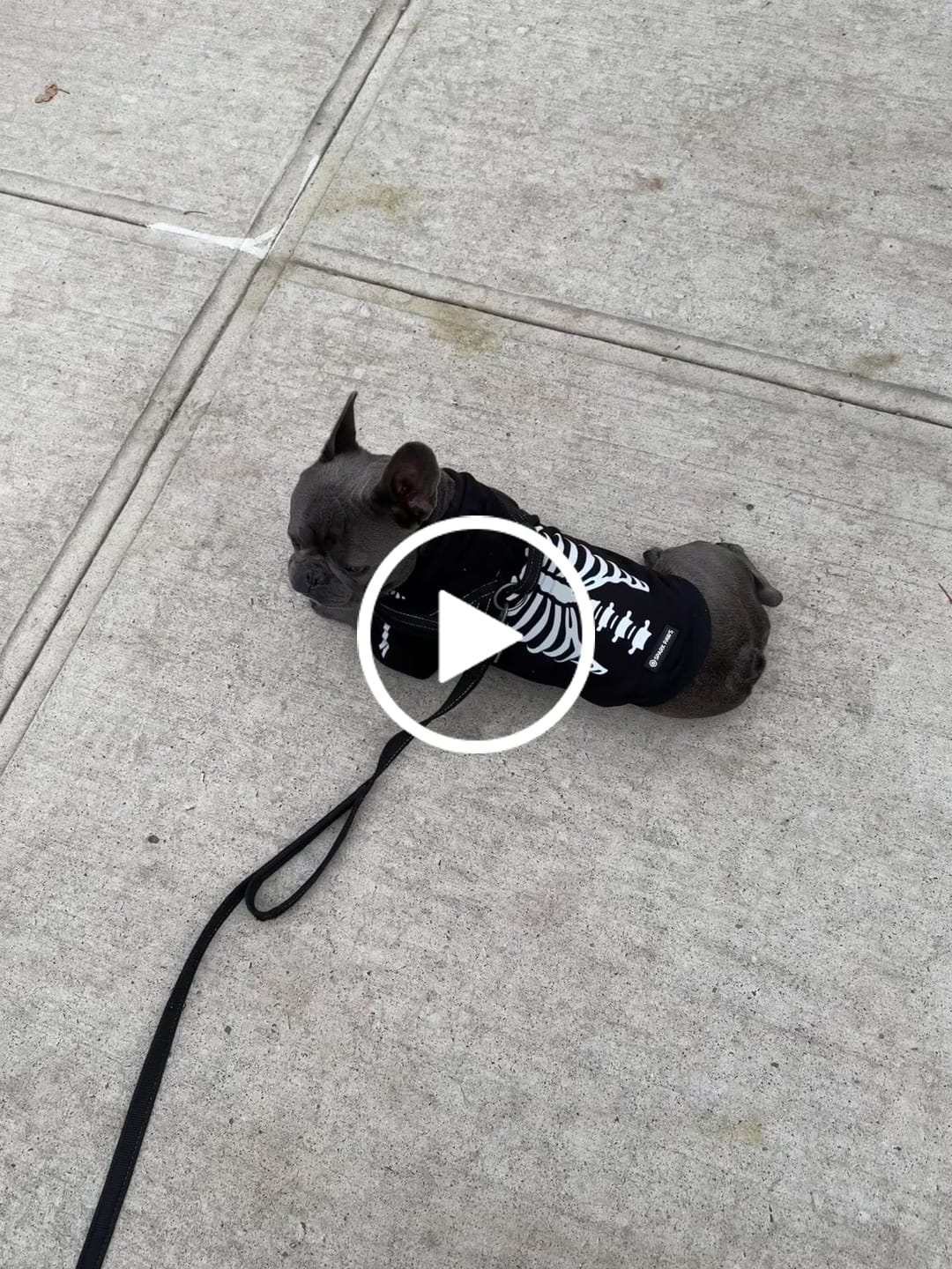 Customer video review of Halloween Dog Hoodies (Limited Edition)