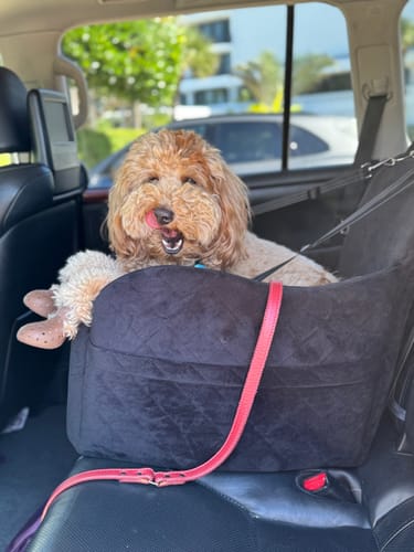 Customer photo review of WagWellies® Mojave