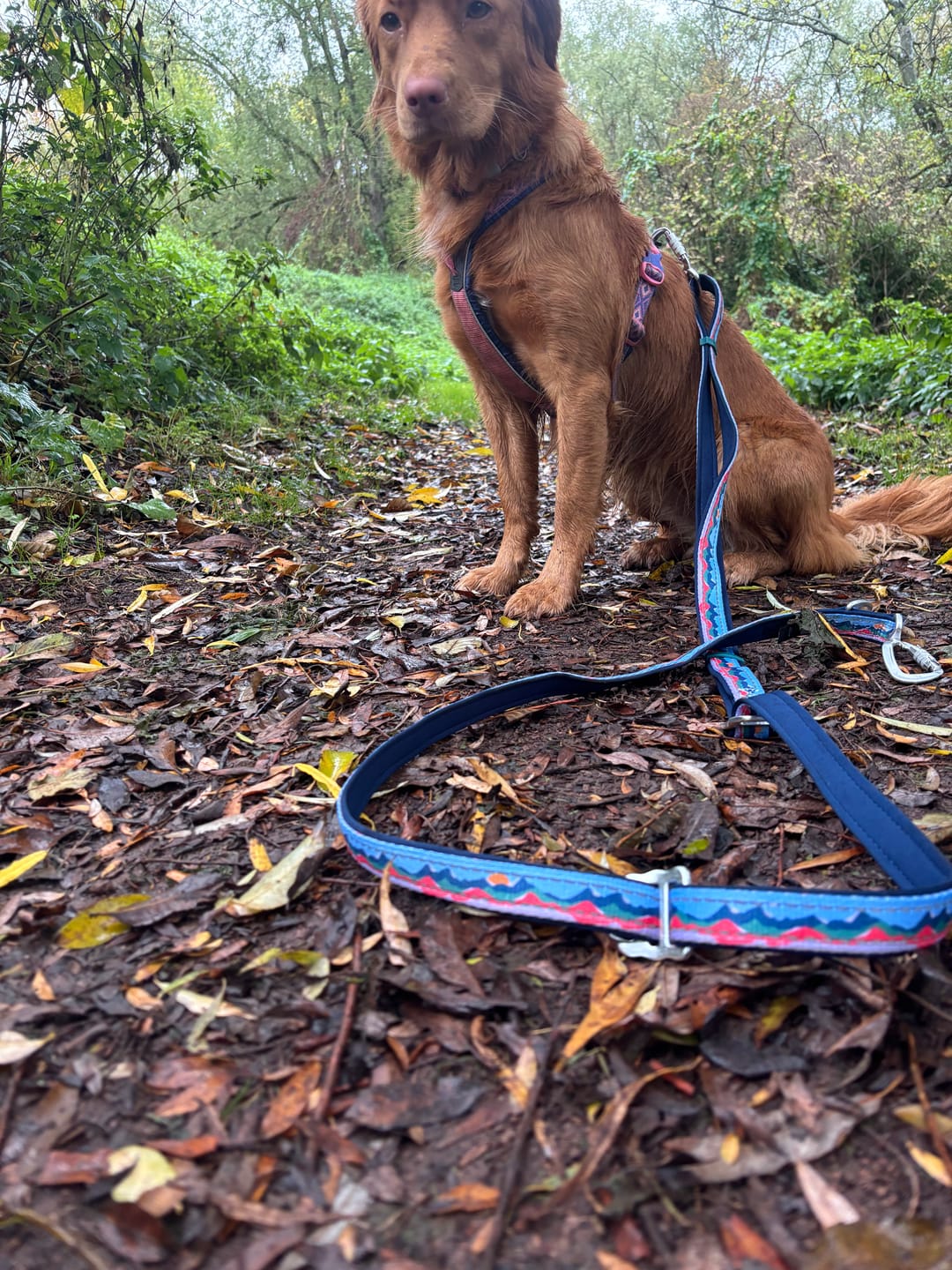 Customer photo review of Multi-Way Lead