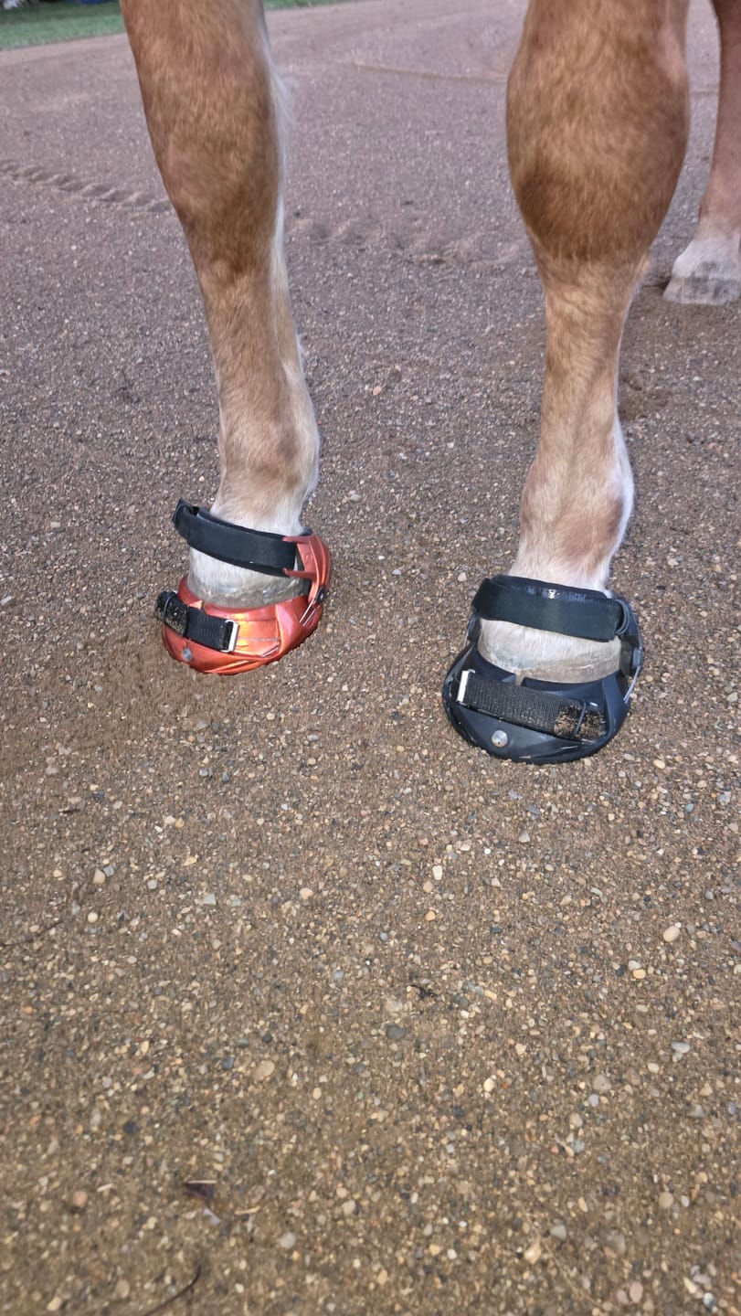 Customer photo review of Renegade® Viper Hoof Boot ULTRA-BLEM Seconds -- Blind Box Mystery Selection