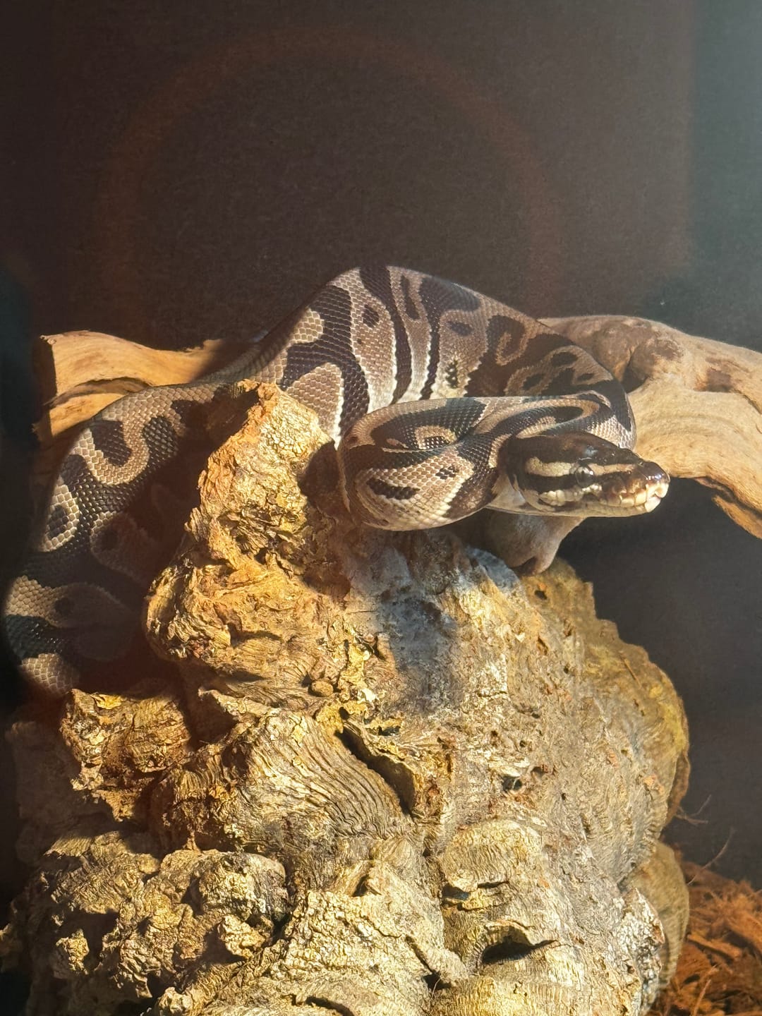 Customer photo review of 48"x24"x24" / 4'x2'x2' Premium PVC Reptile Enclosure
