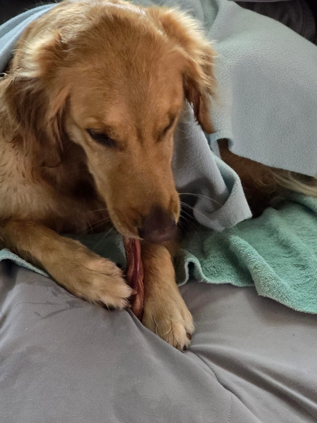 Customer photo review of Justin's 1LB Chew Pack