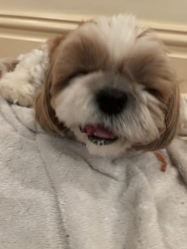 Customer photo review of Kangaroo Tails with Fur