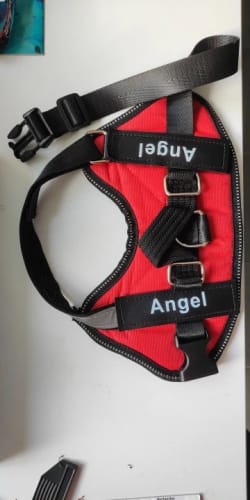 Customer photo review of EasyWalk™-רתמה מומלצת ע״י מאלפים למניעת משיכות ובריאות הכלב