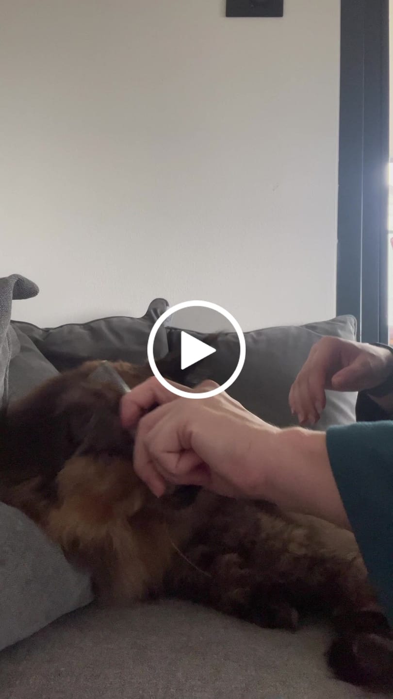 Customer video review of Pettine denti fini, denti medi o mini comb 13,5