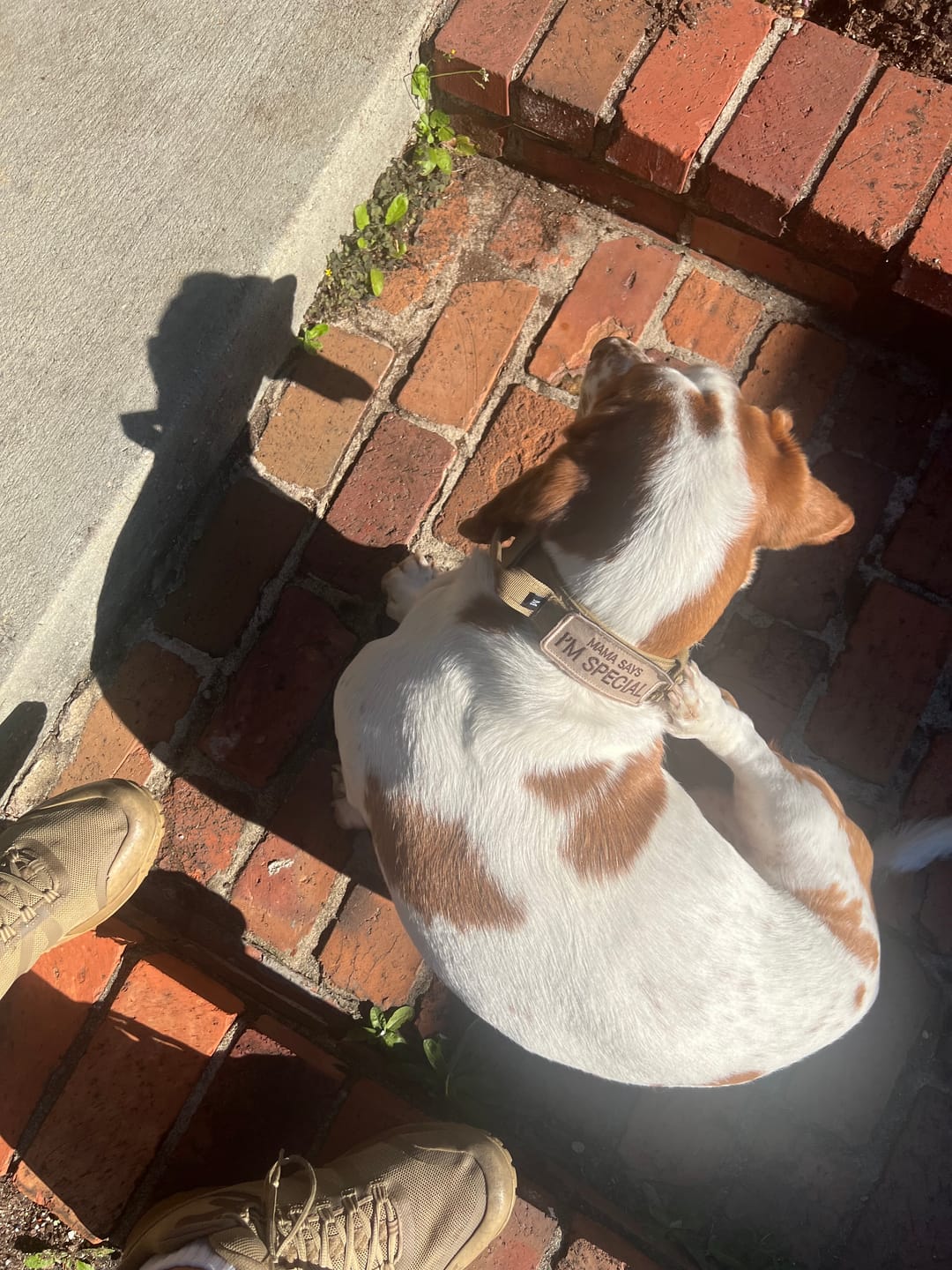 Customer photo review of Metal-Buckle Tactical K9 Dog Collar With Hook & Loop Panel & Top Handle