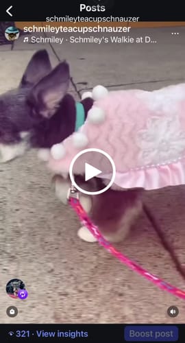 Customer video review of WagWellies® by wagwear