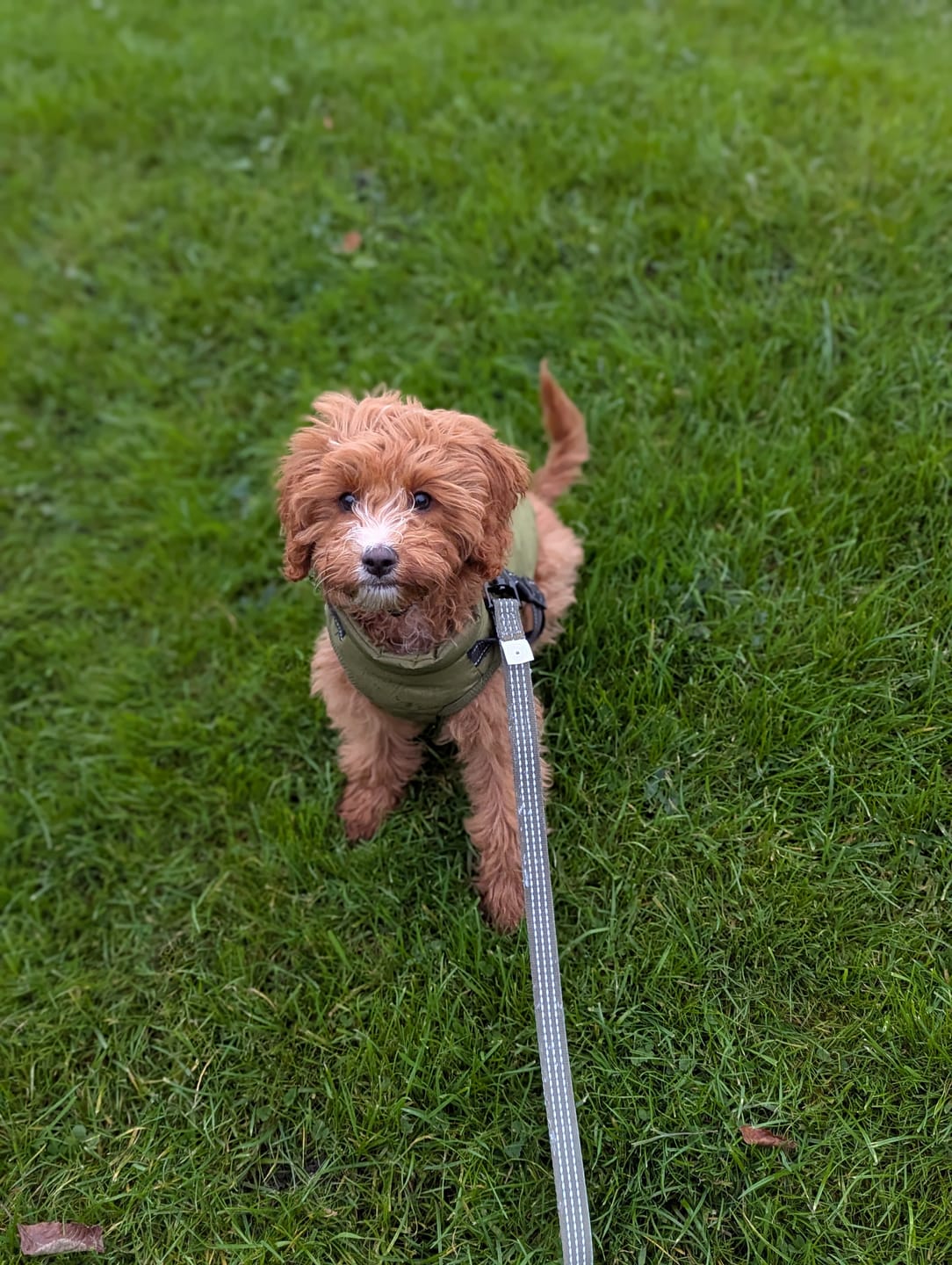 Customer photo review of Trail & Glow® Fabric Dog Lead 5ft - The Khaki One