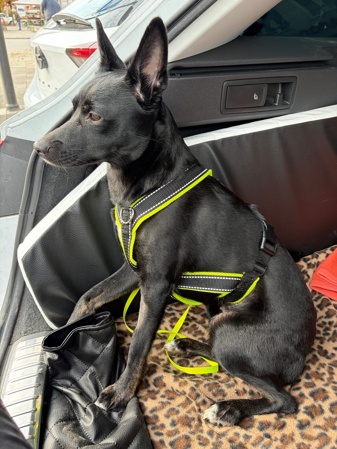 Customer photo review of Windhundgeschirr REFLEX "Yellow"