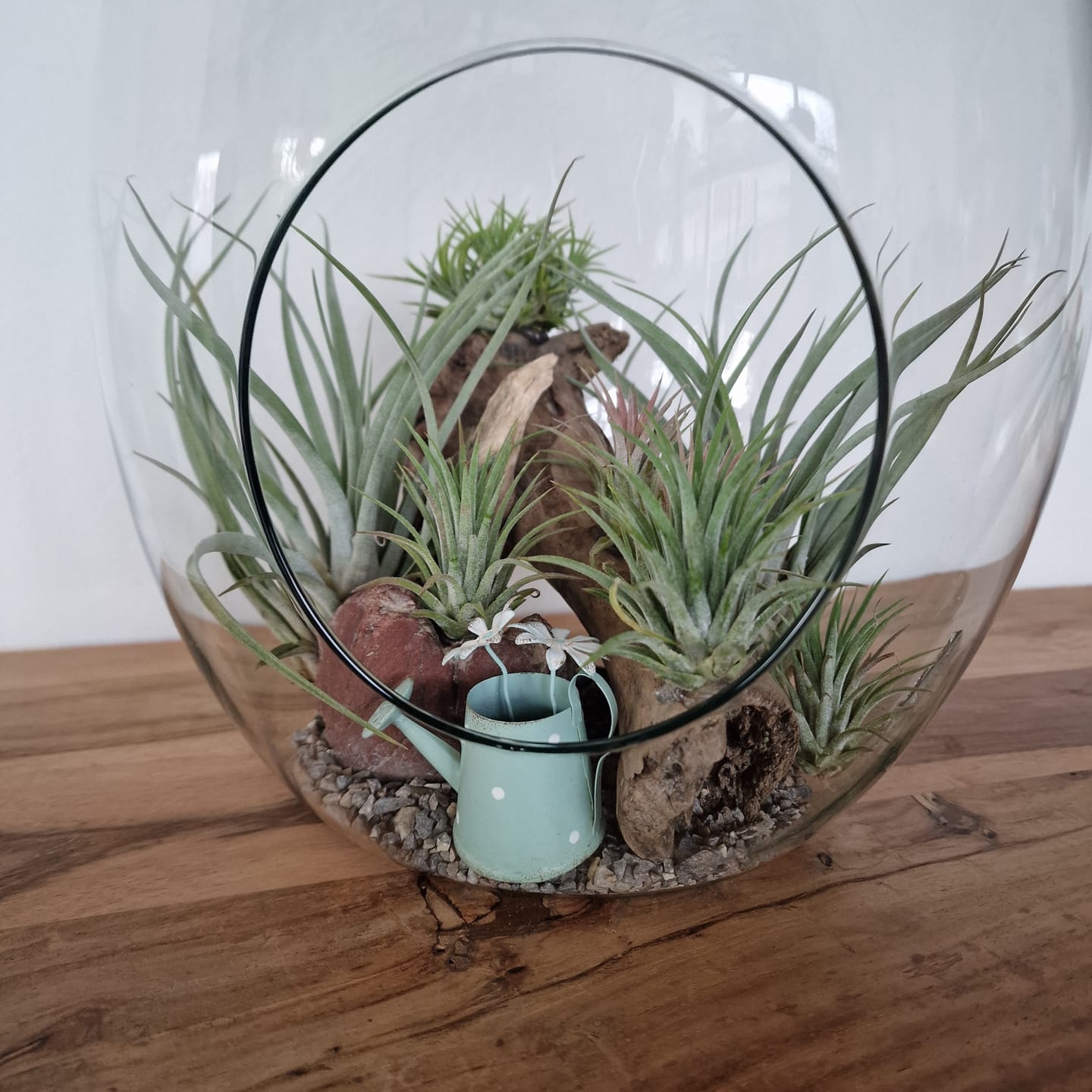 Customer photo review of Tillandsia ionantha 'mexico' - PULK