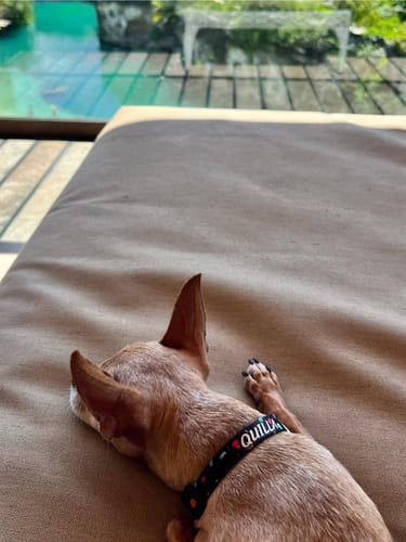 Customer photo review of Collar personalizado para Mascota: Amor Nocturno