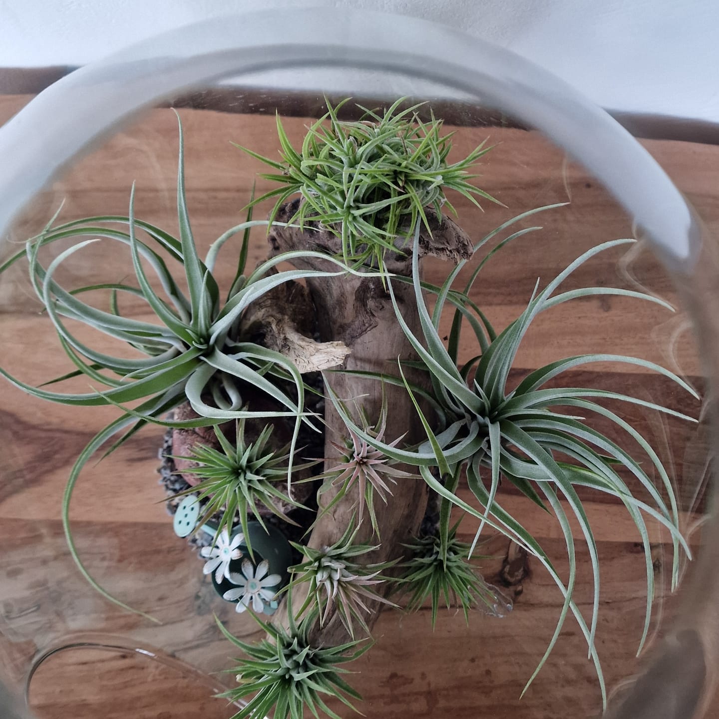 Customer photo review of Tillandsia ionantha