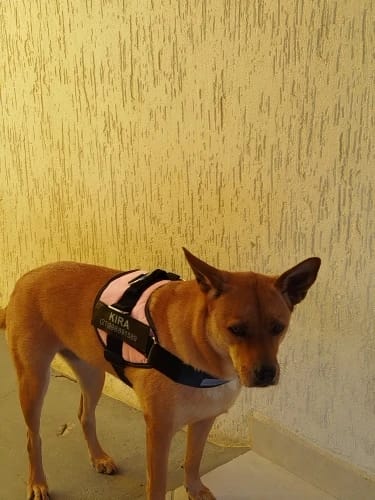 Customer photo review of EasyWalk™-רתמה מומלצת ע״י מאלפים למניעת משיכות ובריאות הכלב