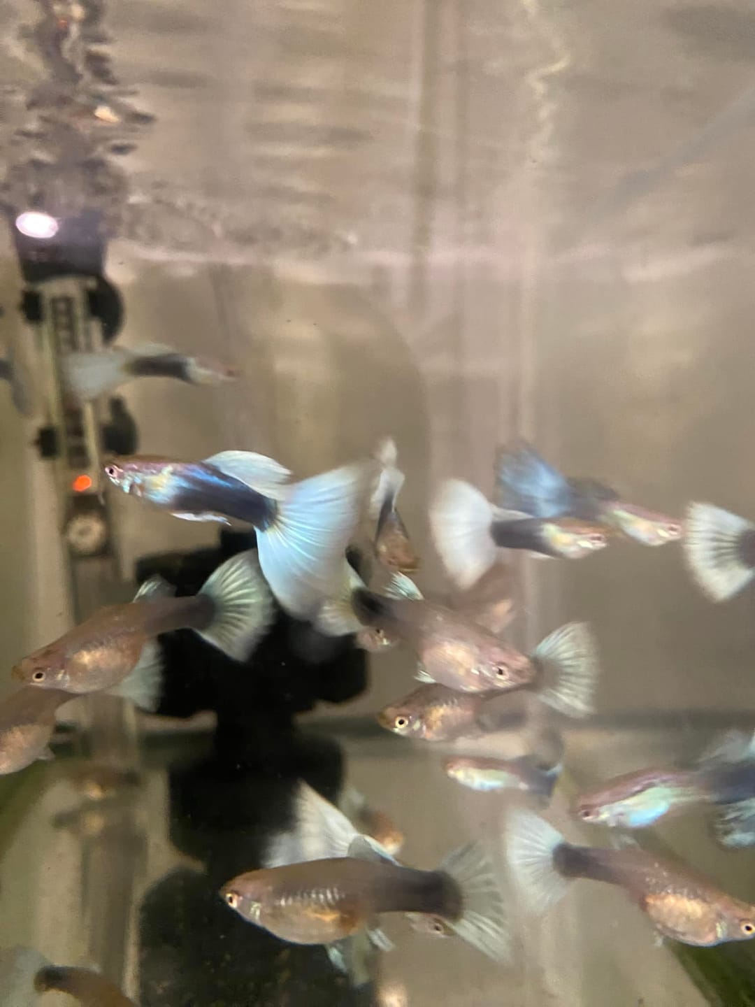 Customer photo review of Half Black White Guppy Fish