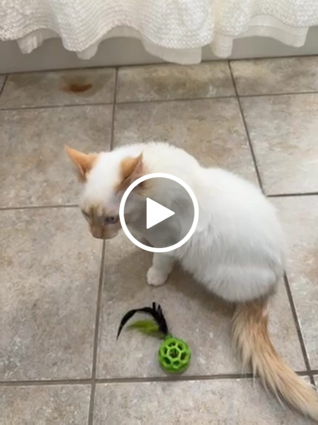 Customer video review of Basic Fecal Parasite Screen + Giardia ELISA Mail in Lab Test for Cats & Dogs: At-Home Testing