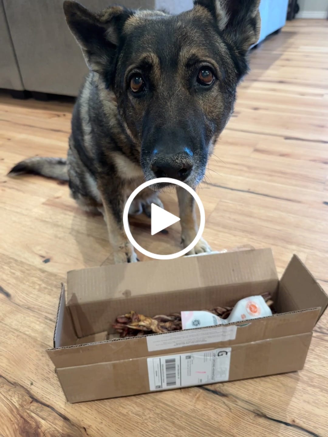 Customer video review of Ostrich Tendon Twister (16" x 2.5" x 1"): The Satisfying, All-Natural Chew for Dental Health & Joint Support
