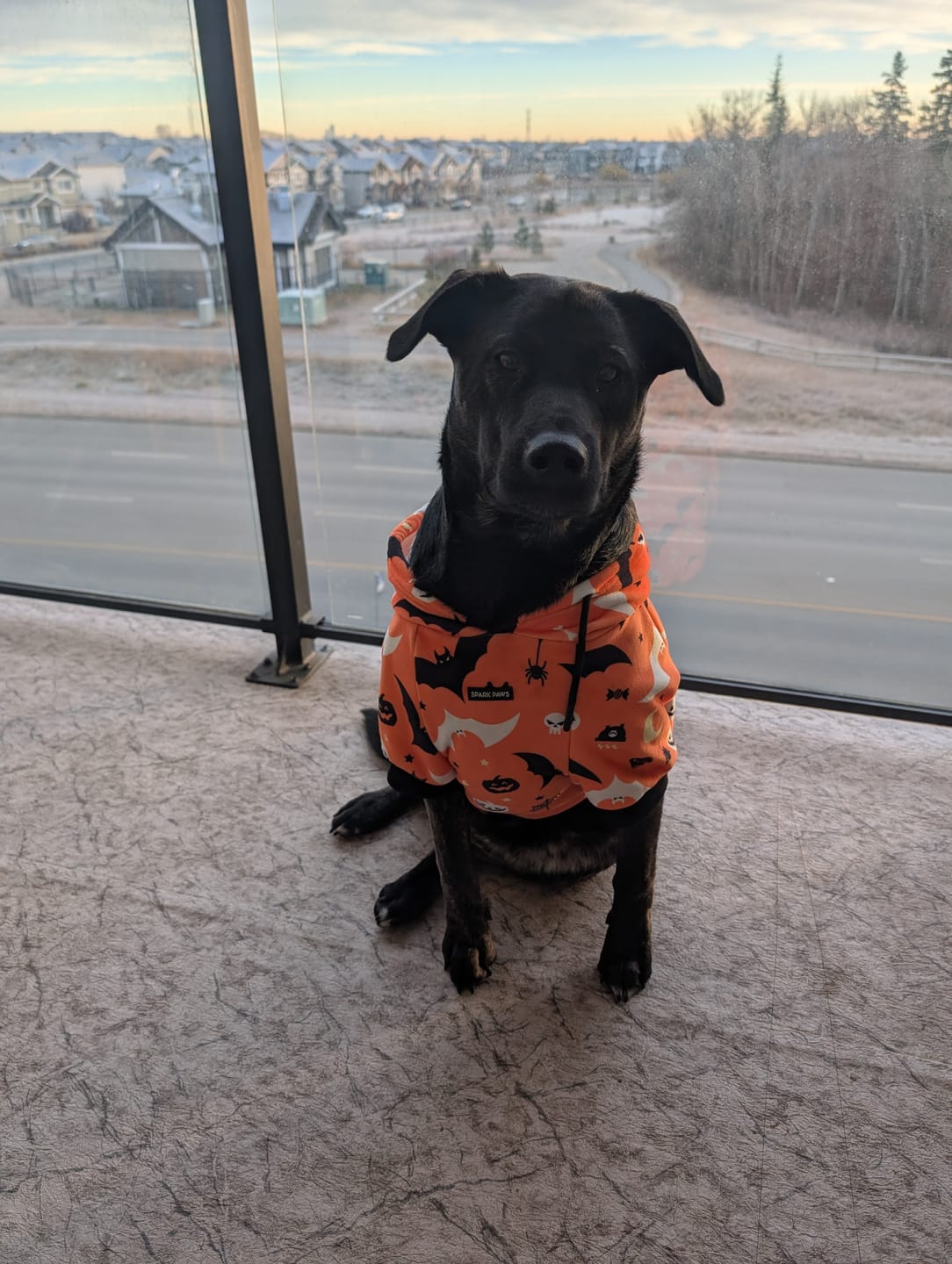 Customer photo review of Halloween Dog Hoodie - Orange