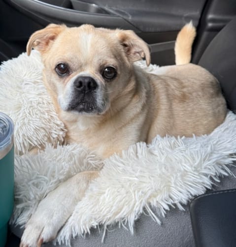 Customer photo review of SUPER DOSE MCT CBD Oil : 4 oz - 4,000 mg! : PET & HUMAN