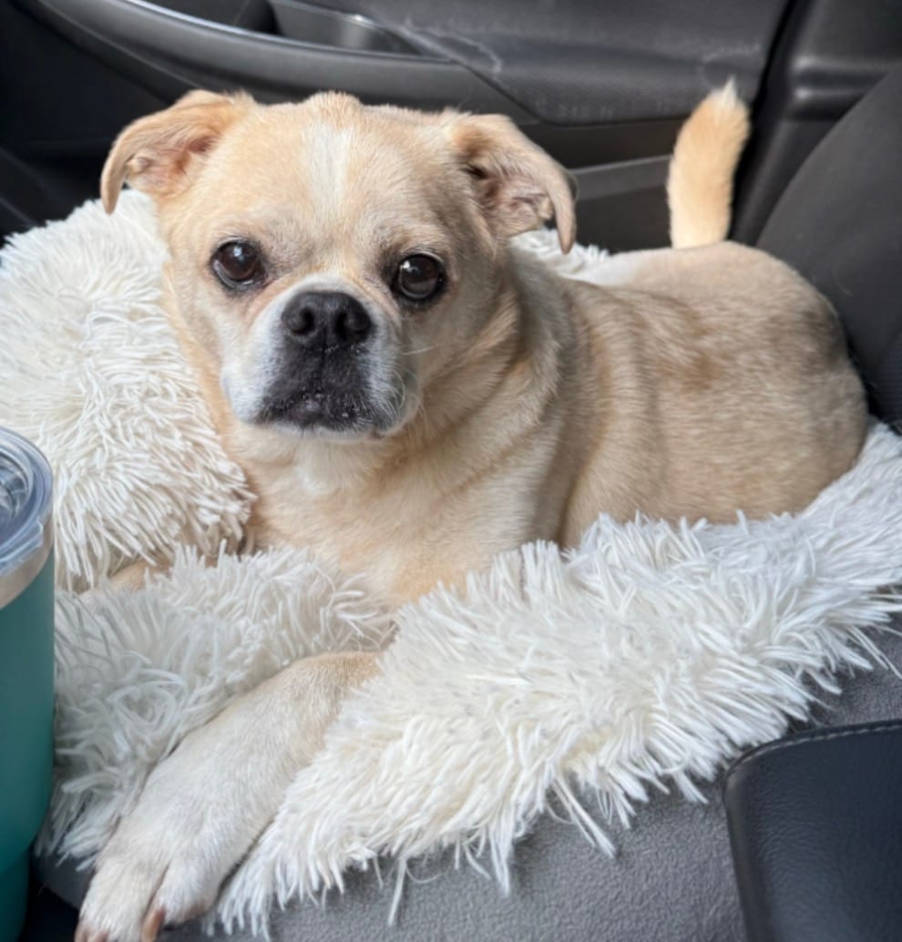 Customer photo review of SUPER DOSE MCT CBD Oil : 4 oz - 4,000 mg! : PET & HUMAN