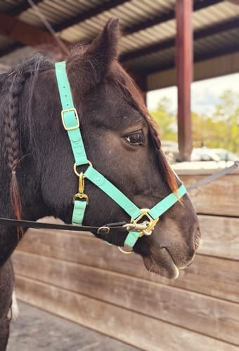Customer photo review of iCavalos - Horse halter (7 Days)