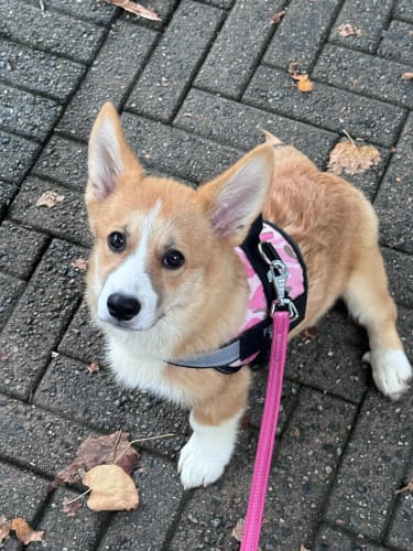 Customer photo review of EasyWalk™-רתמה מומלצת ע״י מאלפים למניעת משיכות ובריאות הכלב